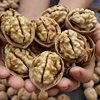 Wholesale Thin-Skinned Walnuts from Xinjiang, 185 Paper-Skinned Raw Walnuts, 500g Bagged, Large Fruit Walnuts, New Stock