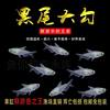 Black-Tailed Big Hook Fish Group Swimming Fish Tank Freshwater Ornamental Fish Tropical Fish Small Light Fish Easy to Raise