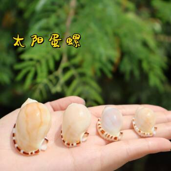 Natural Rare Conch Shell Sun Egg Snail Hermit Crab Replacement Shell Fish Tank Landscape Decoration Ornaments Collection Specimen