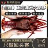 Australian Giant Lobster, Australian Lobster, Red Lobster, Rock Lobster, Crayfish Seafood 0.5-3.5kg / Gift Box, Imported from Australia