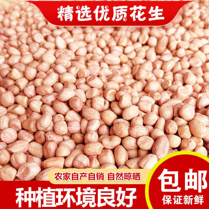 Peanut wholesale season new goods 5kg shell-less peanut seeds selected large particles farm self-growing direct sales