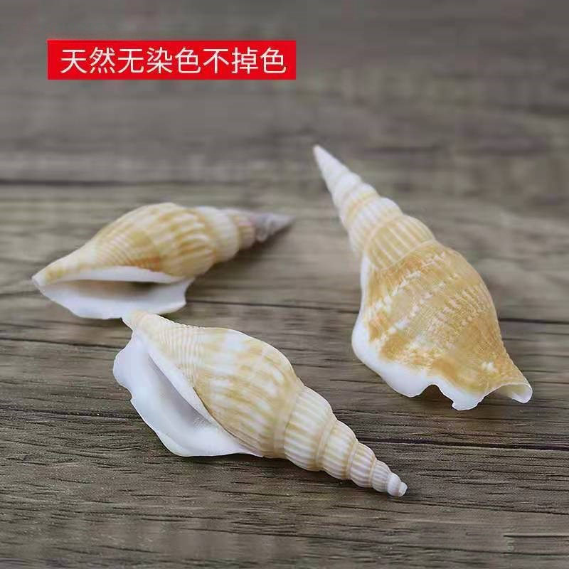 Natural Shell Conch Starfish Material Package Hand-Shot Background Wind Chime Drift Bottle Fish Tank Decoration Set