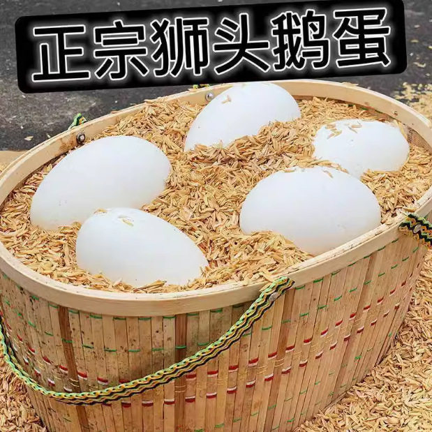 Hot Selling Fresh Goose Eggs, Farm-Raised Free-Range Goose Eggs, Wild River Water-Raised Goose Eggs, Large and Good Eggs