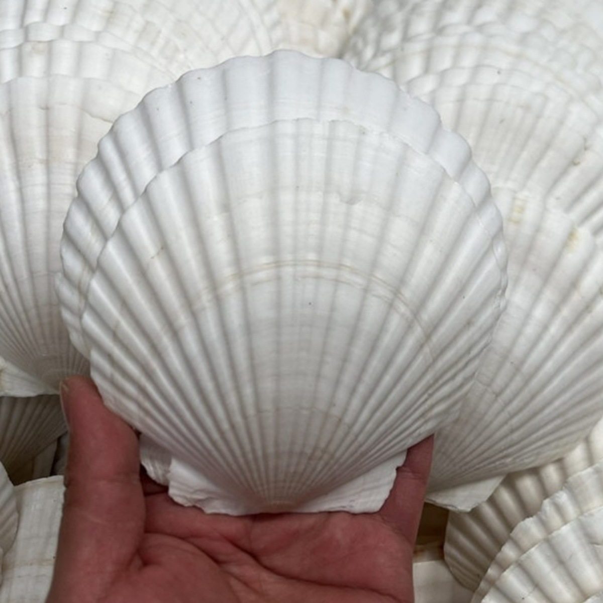 Natural Extra Large Shell Kindergarten Handmade DIY Painting Graffiti Punched White Small Scallop Shell Conch Decorative Painting