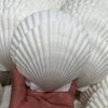 Natural Extra Large Shell Kindergarten Handmade DIY Painting Graffiti Punched White Small Scallop Shell Conch Decorative Painting