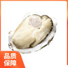 Sashimi Grade Oysters, Extra Large Oysters, Fresh 2.5kg Sea Oysters, Whole Box of Seafood, Sf Raw, Fresh Barbecue