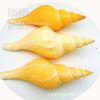 Conch Shell Long Fragrant Snail Loud Snail Shell Decoration Collection Gift Method Utensils Horn Snail Ornaments Starfish Coral