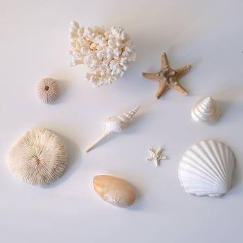Natural Seashell Conch Starfish Set Aquarium Decoration Window Display Home Ornament Children's Toy