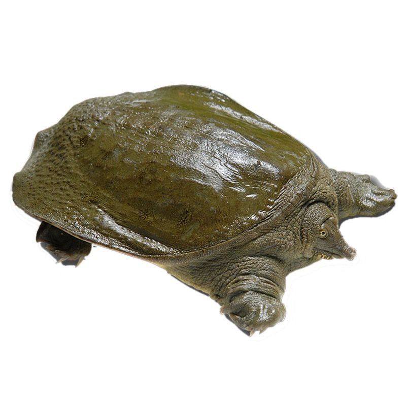 Popular Product Directly Supplied from the Place of Origin [Fresh Live Turtles Delivered Alive] Large Live Turtles, Chinese Seafood