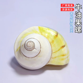 Natural Conch Shells, Avocado Shells, Hermit Crab Shells, Fish Replacement Shells, Fish Tank Landscaping, Home Furnishings and Decorations