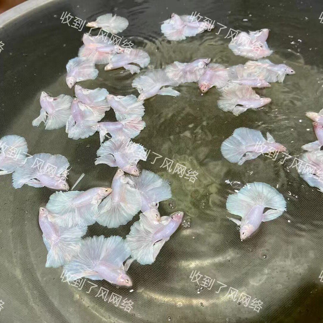 Thai Fighting Fish Imported Tropical Fish Half-Moon Lion King Horsetail Pure White Half-Moon Male Live Ornamental Fish Stall Wholesale