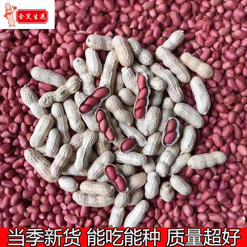 Seasonal New Arrivals Northeast Red-Skinned Peanuts, Shelled Peanuts, Raw Peanut Seeds, Cooked Peanuts, Thin-Skinned Snacks