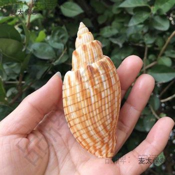 Natural Shell Conch Lightning Vortex Snail Specimen Snail Fish Tank Aquarium Decoration Landscaping Hermit Crab Crafts Display Metabo