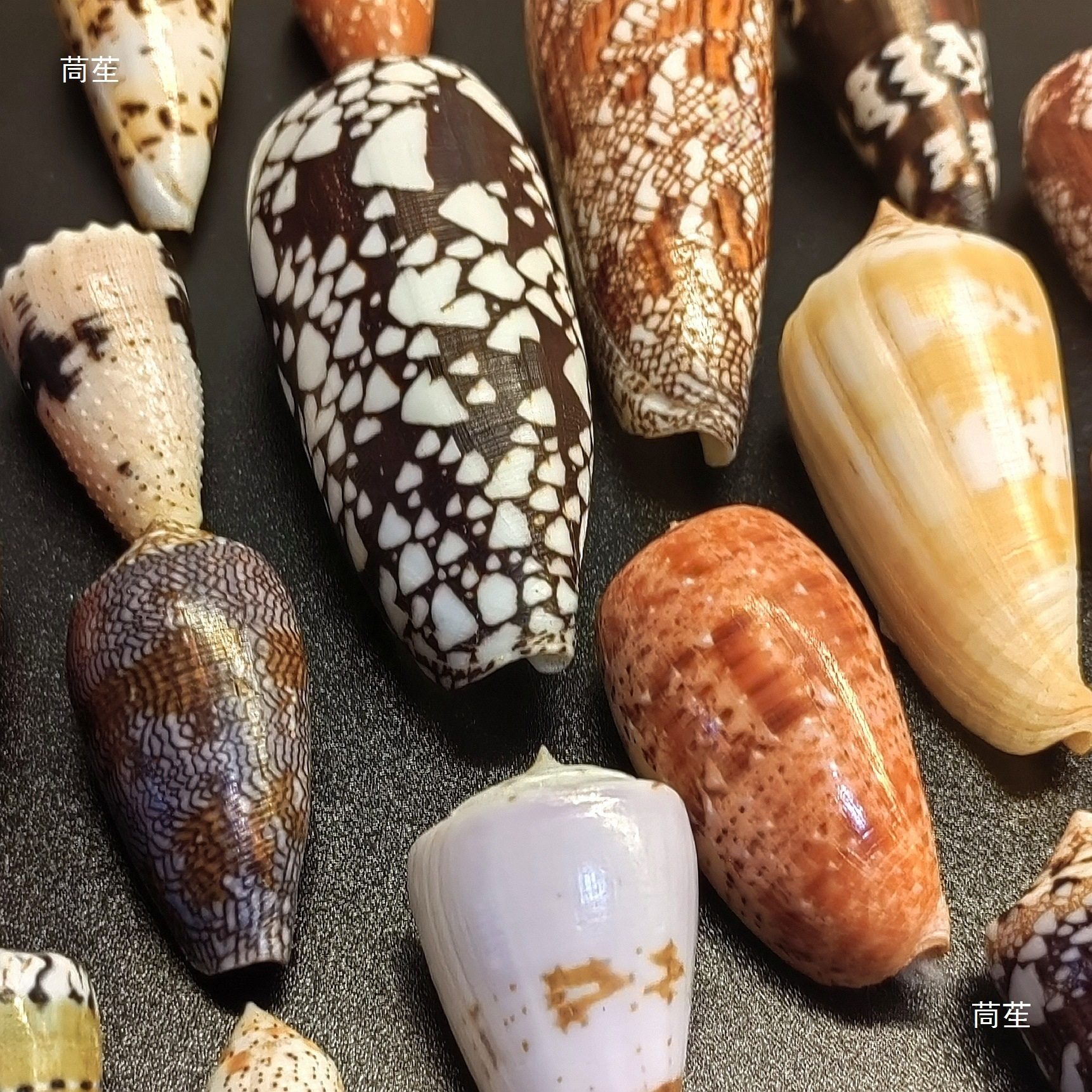 Various Conch Shells, Rare Conch Specimens, Photo Frames, DIY Handmade Materials, Fish Tank Landscaping, Others