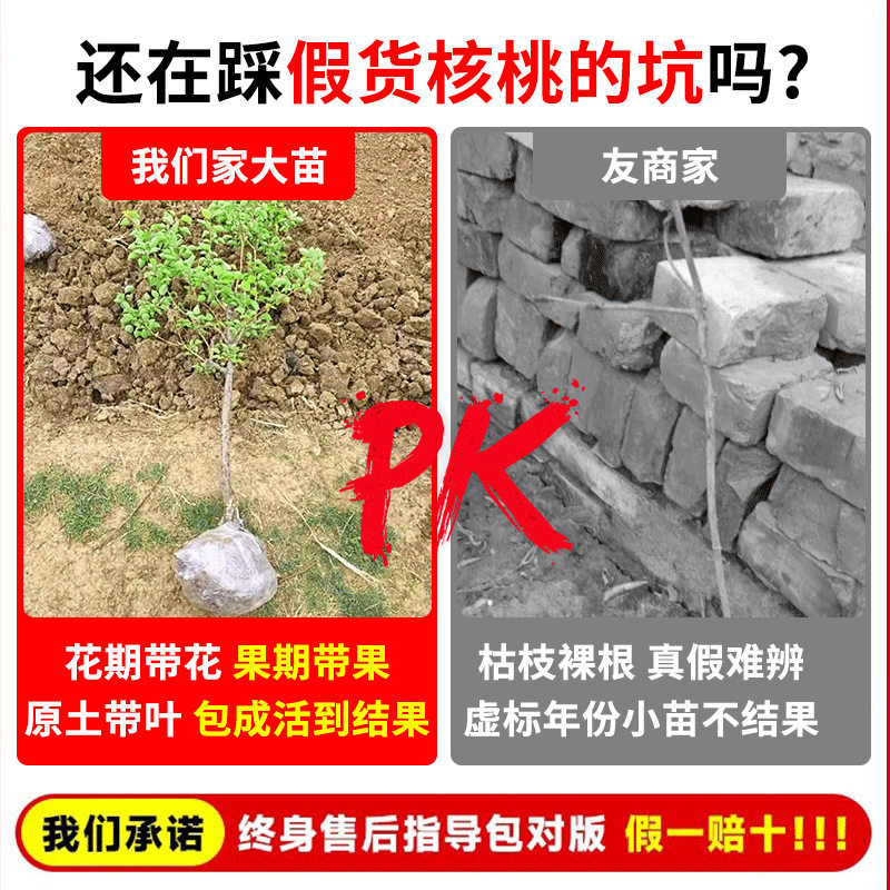 Walnut Saplings, American Pecan Tree Saplings, Grafted Saplings, Walnut Saplings, Long-Living Fruit Trees, Bearing Fruit in the Same Year, Suitable for Planting in Both Southern and Northern Regions