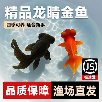 Live Goldfish, Black-Eyed Ornamental Fish, Live Small Goldfish, Cold-Water Fish, Goldfish Fry, Easy to Care For, Durable, Small Pet Fish