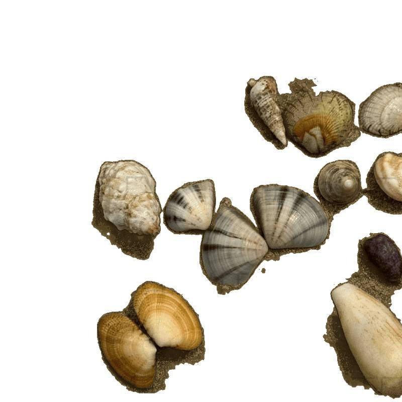 Natural Real Shell Conch Mini Shell Decoration Handmade Shell Photo Frame Storage Box Fish Tank Landscaping