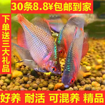 Betta Fish, Ornamental Fish, Cold Water Fish, Native Fish, Colorful Betta Fish, High Body Betta Fish, Small Freshwater Fish, Easy to Care for