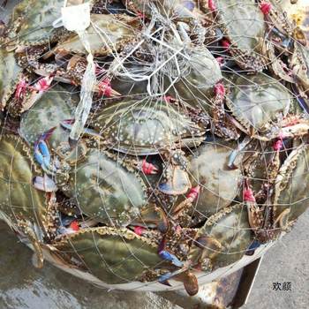 Sea-Caught Swimming Crab, Half-Diminished Crab, Live Dead Crab, 3.5kg Packs, Promotion, Sea-Caught, Shipped, Cross-Border Factory Direct Sales, Wholesale and Dropshipping