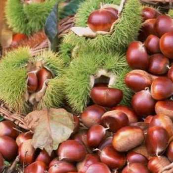 This Year's Fresh Chestnuts, Dandong Chestnuts, Farm Specialty Vegetables, Fresh Oil Chestnuts, Raw Chestnuts, Fried Chestnuts, Fresh Fruits