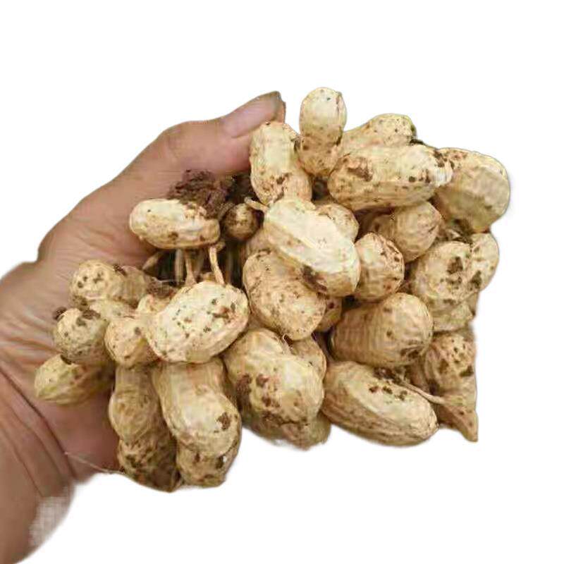 2025 Fresh Peanuts, Farm Freshly Dug Pink-Skinned Peanuts, Boiled Peanuts, Shelled Fresh Wet Peanuts with Slight Mud
