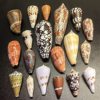 Various Conch Shells, Rare Conch Specimens, Photo Frames, DIY Handmade Materials, Fish Tank Landscaping, Others