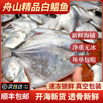 Fresh Pomfret, East China Sea Silver Pomfret, Wild-Caught Frozen Flatfish, White Pomfret Wholesale, Available for Dropshipping