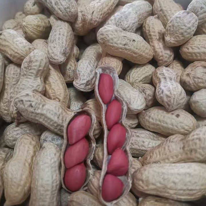 Shelled red Peanut Wholesale Sun-dried Raw Peanut 49.5 Jin Cereals New Small Seed Red Coat Peanut Northeast 4