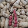 Shelled red Peanut Wholesale Sun-dried Raw Peanut 49.5 Jin Cereals New Small Seed Red Coat Peanut Northeast 4