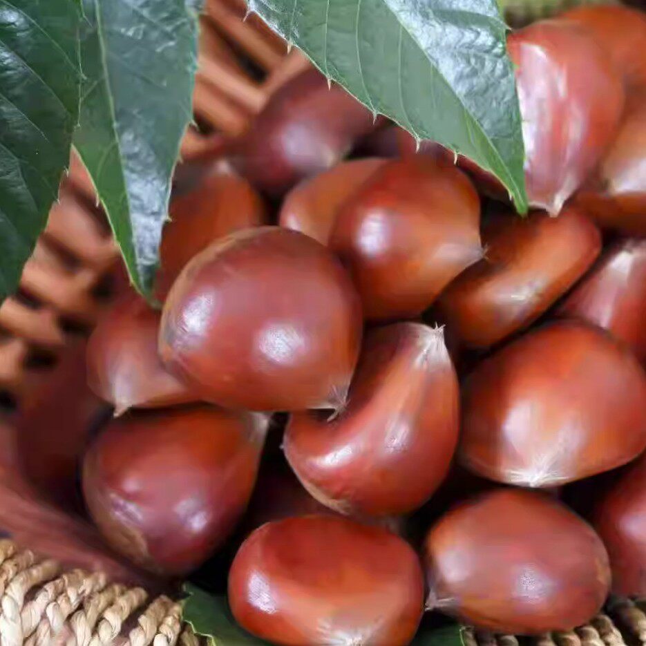 2025 Fresh Dandong Chestnuts 2.5kg Fresh Chestnuts Tender Large Chestnuts Wild Qianxi Chestnuts Oil Cone Chestnuts
