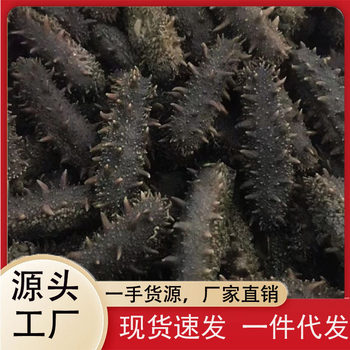 Sea Cucumber Factory Wholesale Agent Supports Dropshipping of 500g Direct Sales Liaoning Dalian Fire-Roasted Salted Semi-Dried Sea Cucumber