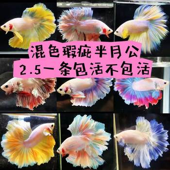 Thai Fighting Fish Tropical Ornamental Fish Defective Wedding Dress Fish Half-Month Male Fish Live Night Market Stall Popular Wholesale