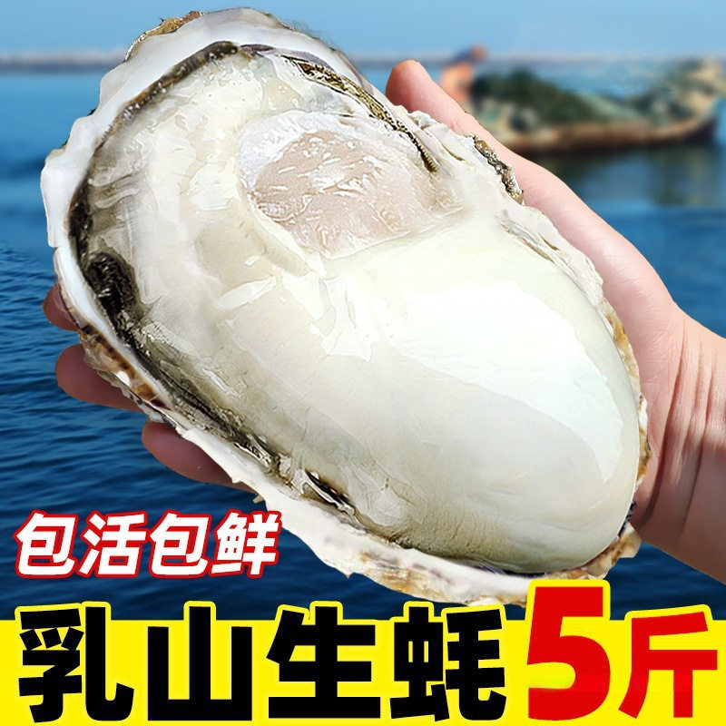 Seafood Shells, Oysters, Fresh Aquatic Products, Fresh Oysters, 10 Boxes, 5 Oysters, Ready-To-Eat, Special Large Size