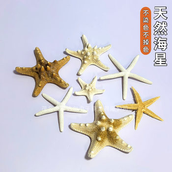 Natural Conch Shell Five-Finger Window Display Bun Starfish Local Medium Sea Floor Decoration Wall Ornament Collection