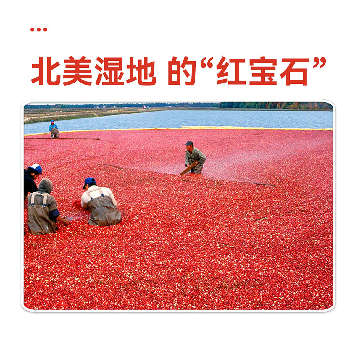 [Wolong Cranberries]Baking Ingredients, Office Snacks, Candied Fruits, Dried Fruits, Preserved Fruits, Snacks, Baked Fresh Fruits