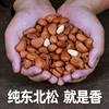 2024 New Northeastern Pine Nuts 500g Extra Large Original Hand-Peeled Bagged Loose Opening Wild Nuts Whole Box 250g