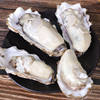 2.5kg Free Shipping Oysters Fresh Oysters Ready-To-Eat Seafood Barbecue Fresh Seafood Shelled Aquatic Products Sea Oysters