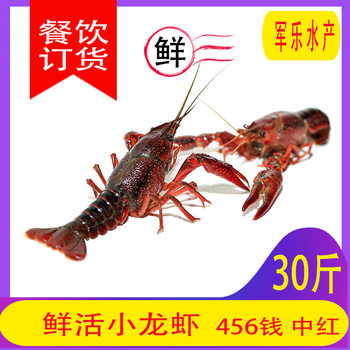Hubei Feiqianjiang Crayfish Wholesale 15kg Fresh 456 Qianzhonghong Fresh Live Large Lobster for Catering and Commercial Use