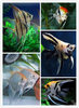 Angelfish, Peruvian Swallowfish, Tropical Fish, Ornamental Fish, Live Fish, Three-Color Angel Panda, Angel Fish, Novice Fish