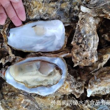 Fresh Wholesale Origin Direct Supply Shandong Seafood Fresh Oyster Meat Single Piece Free Shipping Oysters