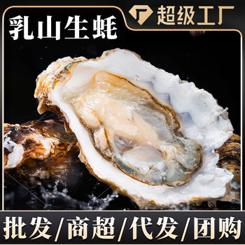 Lishan Oysters 2.5kg Pack Wholesale Extra Large Oysters in Shells Seafood Aquatic Products Shellfish Wholesale