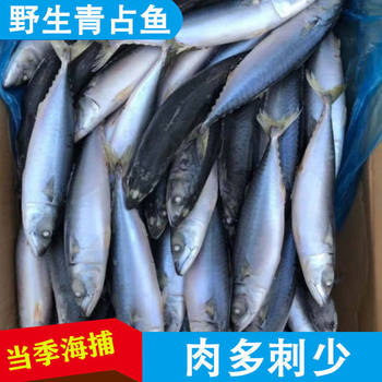 Whole Fresh Frozen Wild Mackerel Deep-Sea Fish Seafood Wholesale Ld