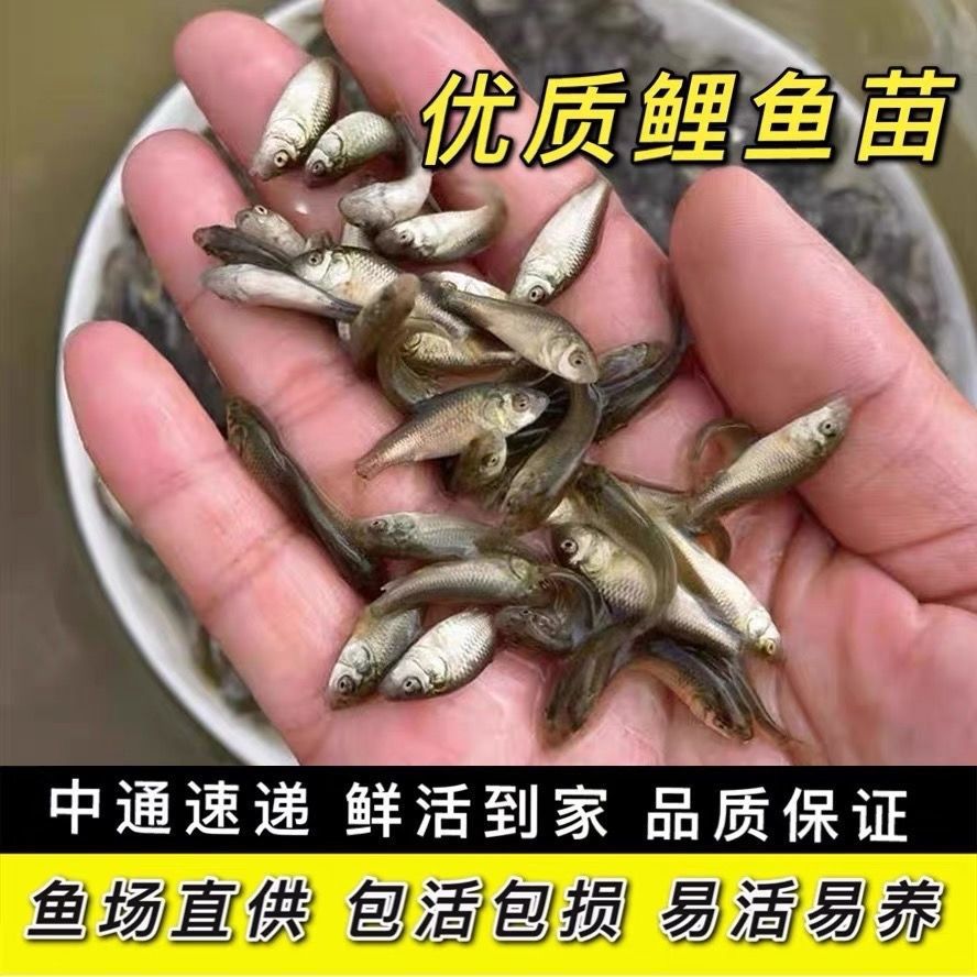 好货喂乌龟料小鱼活体草鱼苗鲫鱼苗食蚊鱼活体饲料鱼龙鱼饲料淡水 - 图1