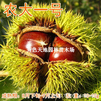 Chestnut Seedlings Nongda No. 1 Grafted Chestnut Saplings Cold-Resistant Chestnut Saplings Planted in Pots in the North and South and Fruit Trees