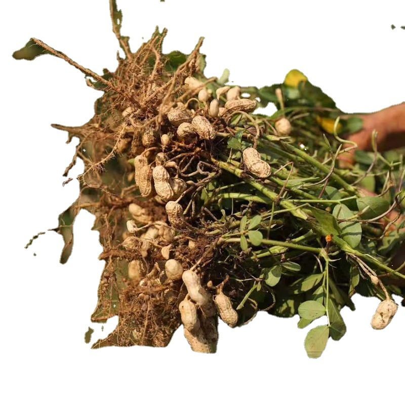 Peanut raw 2021new goods Yunnan selected red skin farm self-produced four red clothes peanut bulk wholesale