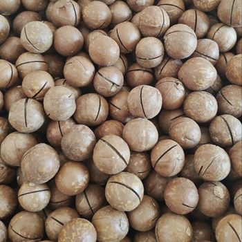 New Arrival Macadamia Nuts Wholesale Snacks 500g Whole Box Dried Fruit Cream Flavor Bulk Weighing Snacks Wholesale