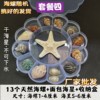 Natural Shell Conch Popular Science Material Specimen Snail Storage Set Gift Box Kindergarten Marine Life Collection
