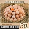 Fresh Farm-Raised Free-Range Eggs, Natural Eggs, Free-Range Eggs, Freshly Picked Eggs, Rice Husk Packaging