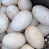 Extra Large Double Yellow Goose Eggs, Fresh Farm-Raised Free-Range Goose Eggs, Broken Eggs for Pregnant Women, Wholesale, Whole Box, Free Shipping