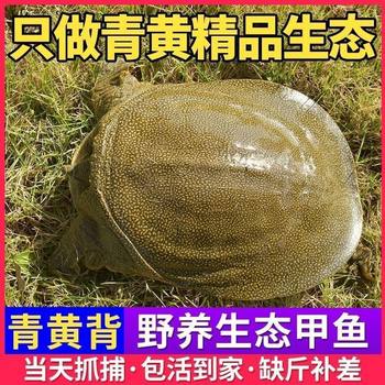 0.5-2.5kg Fresh Ecologically Raised Wild Growth Freshwater Turtles Live Green and Yellow Back Old King Turtles Live Water Snails